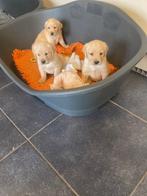 Goldador pups, Dieren en Toebehoren, Honden | Retrievers, Spaniëls en Waterhonden, Golden retriever, België, 8 tot 15 weken, Parvo