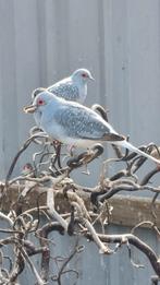 Diamant duifjes, Meerdere dieren, Tropenvogel