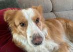 2 Honden zoeken een nieuwe thuis!, Dieren en Toebehoren, België, Particulier, Rabiës (hondsdolheid), 1 tot 2 jaar