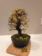 Ulmus Parvifolia Bonsai - Chinese Iep, Tuin en Terras, Planten | Tuinplanten, Overige soorten, Vaste plant, Ophalen of Verzenden