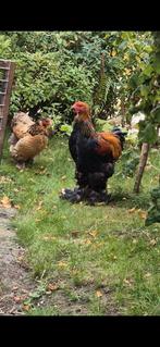 Brahma haan en hen, Dieren en Toebehoren, Pluimvee, Meerdere dieren, Kip