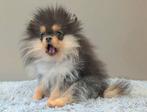 Lief klein pomeriaan teefje 5 maanden oud, Dieren en Toebehoren, Honden | Poolhonden, Keeshonden en Oertypen, België, Particulier