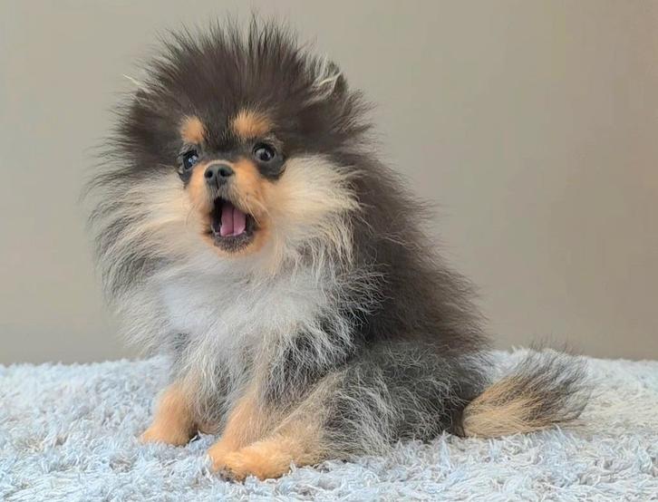 Lief klein pomeriaan teefje 5 maanden oud, Dieren en Toebehoren, Honden | Poolhonden, Keeshonden en Oertypen, Reu, Keeshond, Particulier