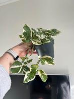 Epipremnum n’joy kamerplant, Groene kamerplant, Ophalen, Overige soorten, Minder dan 100 cm