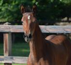 Luxe hengstveulen van Pride te koop, Dieren en Toebehoren, Paarden, Minder dan 160 cm, Gechipt, Dressuurpaard, 0 tot 2 jaar