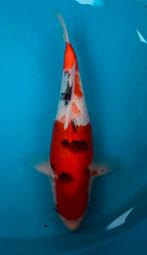 Prachtige sanke, kweker Kondo, 40 cm, 1,5 jaar oud, Dieren en Toebehoren, Vissen | Vijvervissen, Karper of Koi