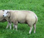 Super beste stamboek texelaar ram te koop, Dieren en Toebehoren, Schapen, Geiten en Varkens, Mannelijk, Schaap