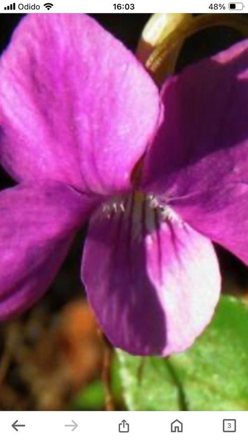 Viola odorata rose/ruby en Viola labradorica maarts viooltje, Tuin en Terras, Planten | Tuinplanten, Vaste plant, Bodembedekkers