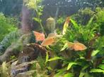 Prachtbarbeel sluier, tropische aquarium vissen, Dieren en Toebehoren, Vissen | Aquariumvissen, Vis