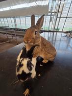 Konijnen te koop/huur, Dieren en Toebehoren, Konijnen, Mannelijk, Middelgroot