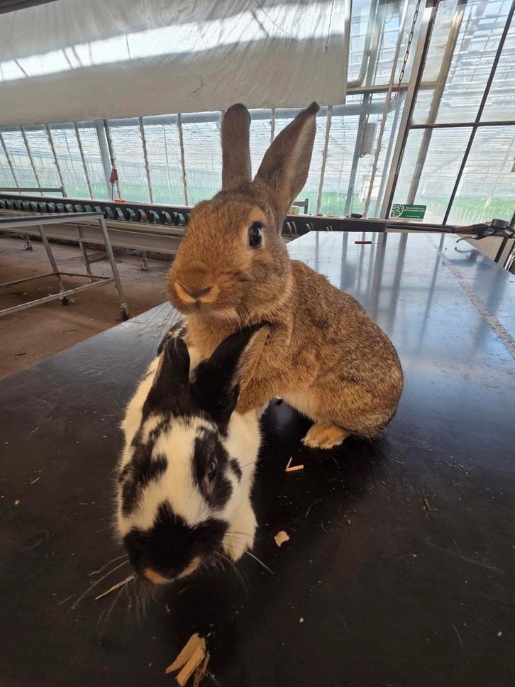 Konijnen te koop/huur, Dieren en Toebehoren, Konijnen, Middelgroot, Mannelijk