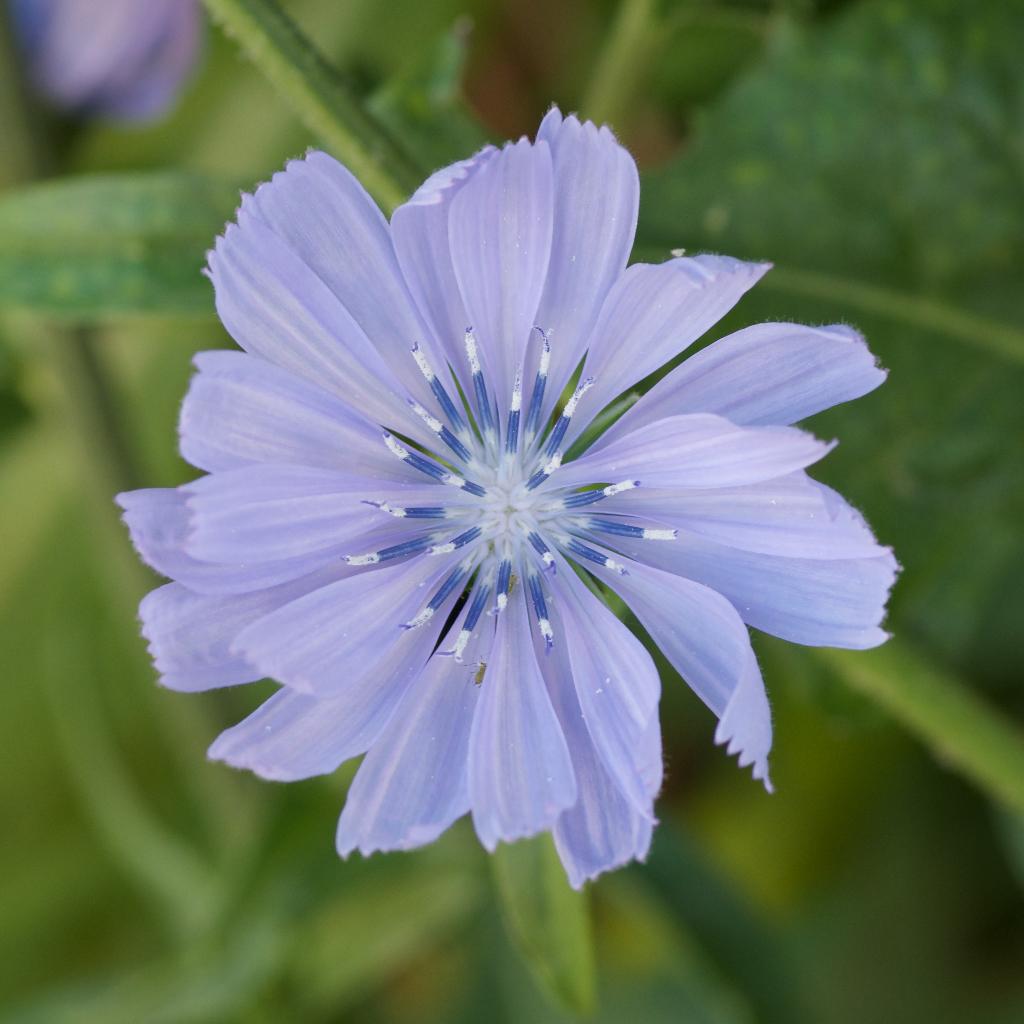 Zaden wilde cichorei (Cichorium intybus) - inheems, Ophalen of Verzenden, Voorjaar, Volle zon, Zaad