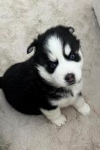 Knappe Pomksy puppy’s ter resevering, 8 tot 15 weken, Poolhond, Parvo, Meerdere