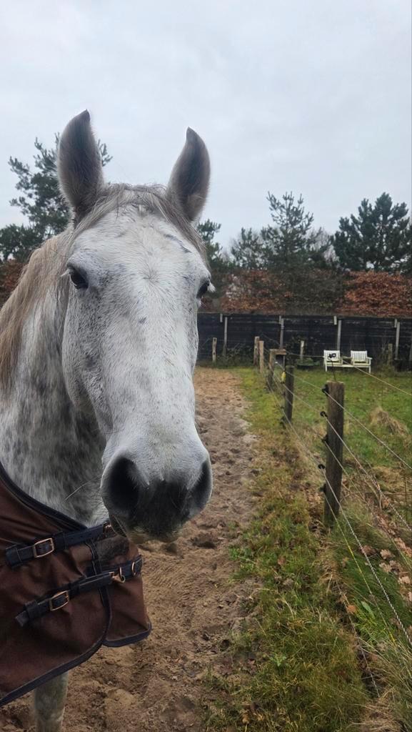 Gezocht: woning met paardenstalling, Dieren en Toebehoren, Stalling en Weidegang