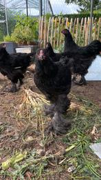 Brahma kuikens hannen, Dieren en Toebehoren, Pluimvee, Mannelijk, Kip