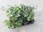 hedera Hibirnica bodembedekker, Ophalen, Bodembedekkers, Halfschaduw