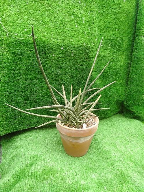 Sanseveria of Sansevieria Straight in terracotta pot, Huis en Inrichting, Kamerplanten, Overige soorten, Minder dan 100 cm, Ophalen
