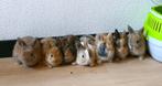 Lieve, tamme dwergkonijntjes, Dieren en Toebehoren, Konijnen, Meerdere dieren, Dwerg, 0 tot 2 jaar