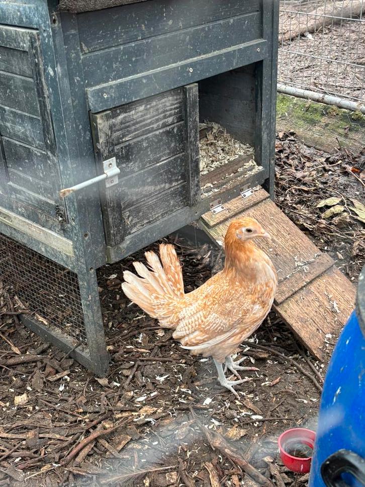 Friese hoen kippen te koop, Dieren en Toebehoren, Pluimvee | Toebehoren, Zo goed als nieuw, Drinken en Voederen, Ophalen of Verzenden