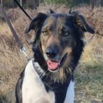AIN: Juster, Dieren en Toebehoren, Honden | Niet-rashonden, Rabiës (hondsdolheid), Handelaar, Buitenland, Teef