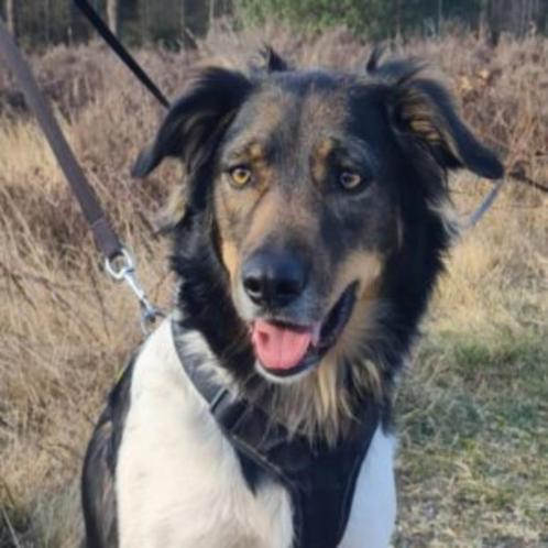 AIN: Juster, Dieren en Toebehoren, Honden | Niet-rashonden, Groot, Teef, Handelaar, Eén hond, Buitenland, 3 tot 5 jaar, CDV (hondenziekte)