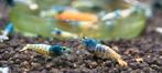 Blue Bolt / Blue Steel garnalen, Dieren en Toebehoren