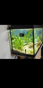 60 liter aquarium, inclusief benodigdheden., Ophalen, Zo goed als nieuw, Leeg aquarium