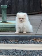 Mooie pomeriaan pups, nog 1x witte reu/ 1x bruin/grijs reu, Rabiës (hondsdolheid), Overige rassen, 8 tot 15 weken, Meerdere