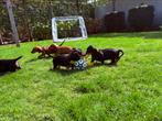 Teckel standaard korthaar pups FCI sramboom, Dieren en Toebehoren, Honden | Teckels en Dashonden, Standaard, CDV (hondenziekte)