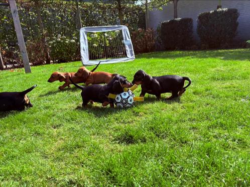 Teckel standaard korthaar pups FCI stamboom, Dieren en Toebehoren, Honden | Teckels en Dashonden, Meerdere dieren, Korthaar, Standaard
