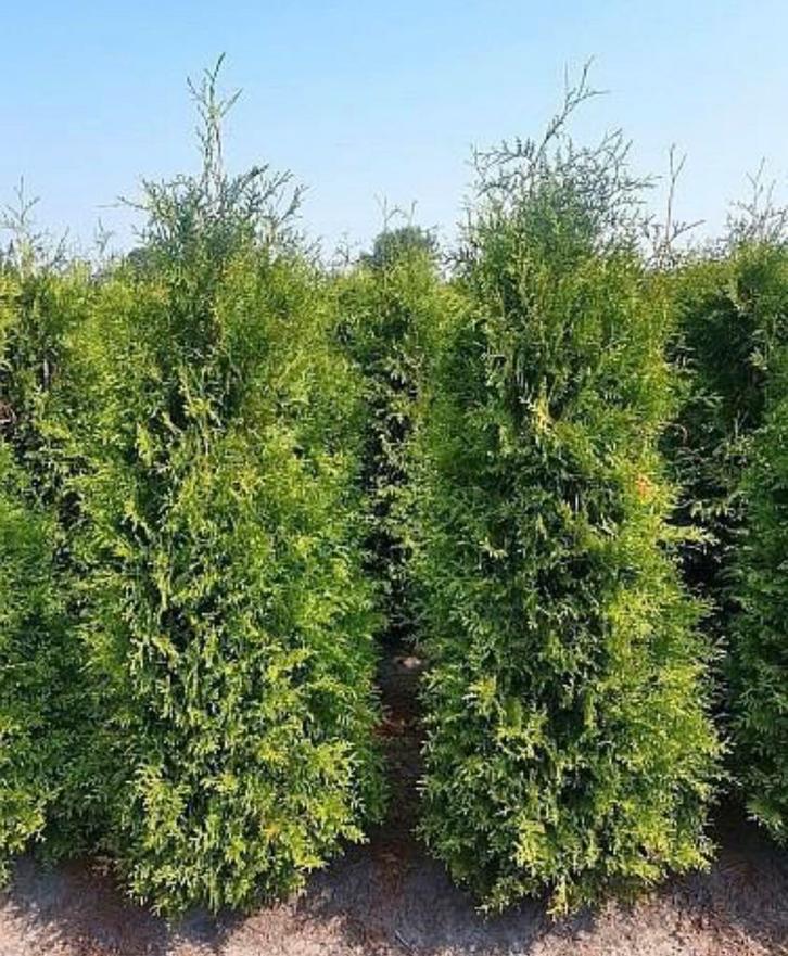 Thuja brabant coniferen, Tuin en Terras, Planten | Struiken en Hagen, Conifeer, 100 tot 250 cm, Ophalen of Verzenden