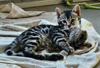 Bengaalse kittens, silver charcoal, 8 weken. Nog 2 katertjes, Dieren en Toebehoren, Katten en Kittens | Raskatten | Korthaar, Kater