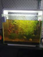 Compleet Superfish Home 40 aquarium + Vuurgarnalen, Dieren en Toebehoren, Vissen | Aquaria en Toebehoren, Ophalen, Gebruikt, Gevuld zoetwateraquarium