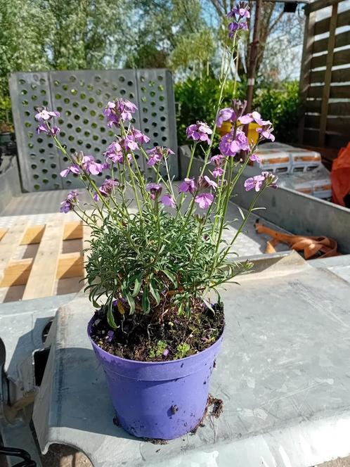 Mooie Erisimun en euonymus green spire, Tuin en Terras, Planten | Tuinplanten, Eenjarig, Overige soorten, Volle zon, Zomer, Ophalen of Verzenden
