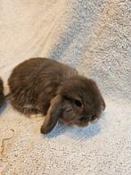 Minilop choco rammetje en bruinotter, Dieren en Toebehoren, Meerdere dieren, Dwerg