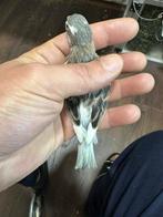 Man raza spagnol 2025, Dieren en Toebehoren, Mannelijk, Parkiet