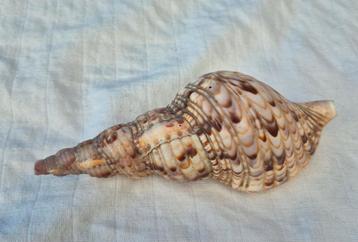 Schelp beschikbaar voor biedingen