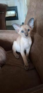 Oosters korthaar en Sia kittens, Kater, Gechipt, 0 tot 2 jaar