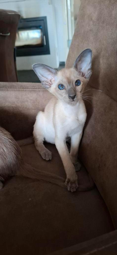 Oosters korthaar en Sia kittens, Dieren en Toebehoren, Katten en Kittens | Raskatten | Korthaar, Kater, 0 tot 2 jaar, Met stamboom