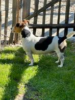 Jack russel dekreu, Jack Russell, Reu, CDV (hondenziekte), Eén hond, 3 tot 5 jaar