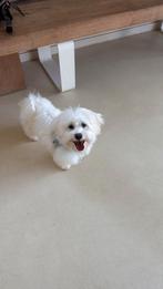 Maltipoo, Dieren en Toebehoren, Maltezer, Rabiës (hondsdolheid), Reu, 8 tot 15 weken