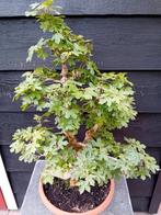 BONSAI ACER (spaanse aak), Bloeit niet, Halfschaduw, Minder dan 100 cm, Overige soorten