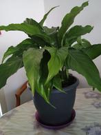 Spathiphyllum Lima (luchtzuiverend), hoogte 40 cm (met pot), Ophalen, Overige soorten, Halfschaduw, In pot