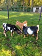 Bonte dwerggeit bok bokken, Dieren en Toebehoren, Schapen, Geiten en Varkens, Mannelijk, Geit