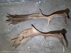 Twee Damhert Geweien – Eén Exemplaar Met Unieke Mutatie, Ophalen of Verzenden, Zo goed als nieuw, Hert, Gewei of Kop