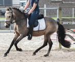 Allround B pony te koop, Ruin, Recreatiepaard, Ontwormd