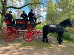 Arabofries Merrie allrounder, Dieren en Toebehoren, Paarden, Merrie, Met stamboom, B, 11 jaar of ouder