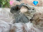 Franse hangoor KOPPEL, Dieren en Toebehoren, Meerdere dieren, Groot, Hangoor