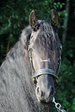Ongelofelijke lieve en brave 8 jarige Friese merrie (Bente x, Merrie, Gechipt, L, 7 tot 10 jaar