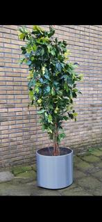 Bloempotten, Tuin en Terras, Planten | Bomen, Ophalen, Volle zon, Overige soorten, Minder dan 100 cm